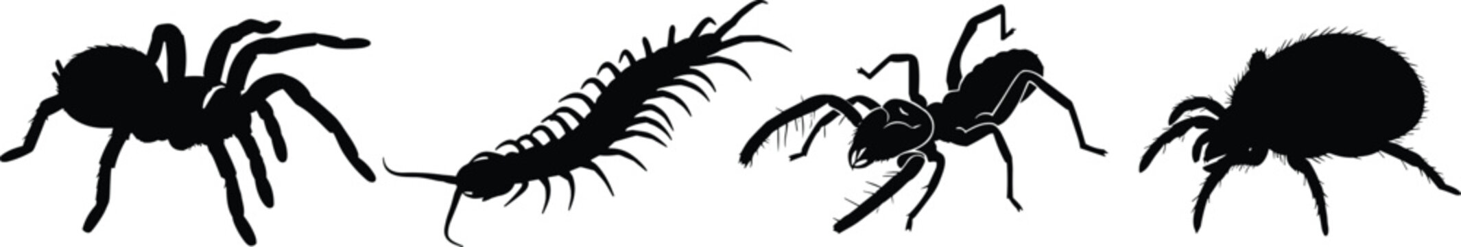 Venomous insect and arachnid black silhouette icon set featuring spider tarantula centipede and mite