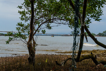 Mangrove tree silhouette and breathing roots on rocky beach framing sea and long bridge.