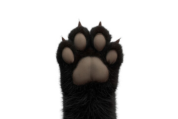 Naklejka premium Black cat paw with soft pads raised