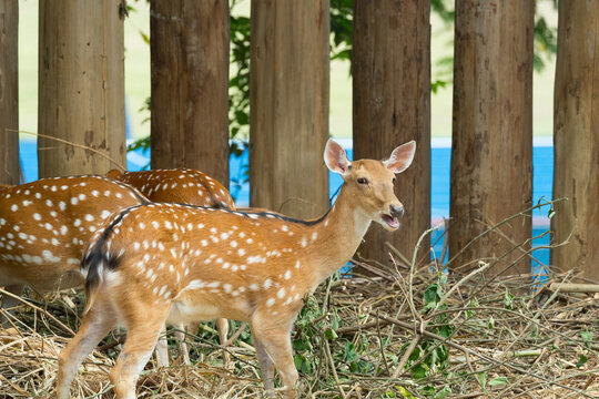 Portrait of a startled sika deer calling out in the zoo or farm