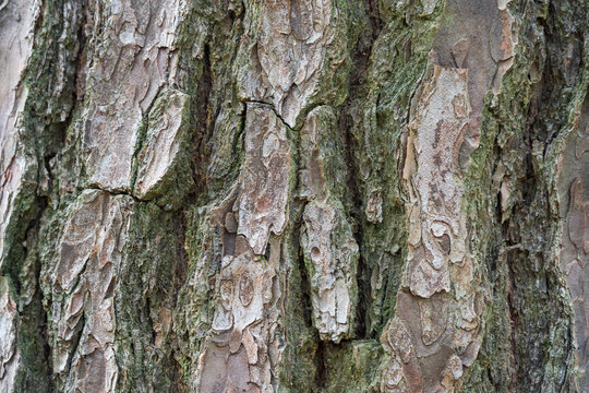 Rough tree bark texture background, close-up of old pine tree trunk