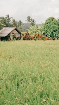 Traditional hut in a lush green rice field with palm trees in Bali, rural agricultural landscape