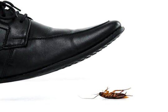 Black leather shoe stepping cockroach, white background tension, pest control cleanliness symbol, dramatic contrast composition, aversion insect concept, flat vector illustration