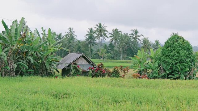 Rustic hut amidst lush green rice fields and palm trees in rural tropical landscape for travel and nature concepts
