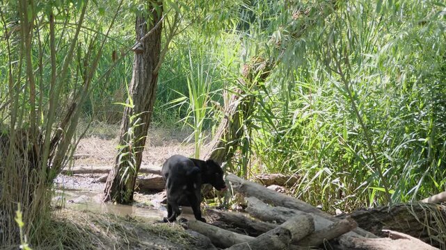 A black dog drinks water from a forest stream and walks over fallen logs.
