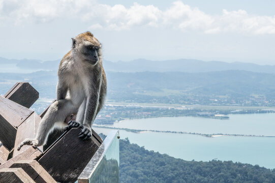 A crab-eating macaque looking down on the world below from a high place