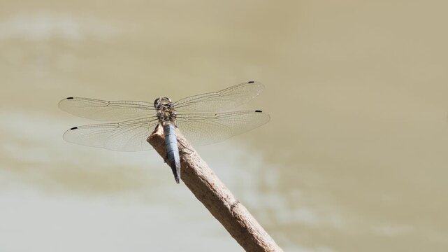 A blue dragonfly perched on a dry stick above a flowing river.
