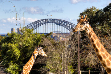Giraffes at Sydney Zoo with the Sydney Harbour Bridge in the background, showcasing wildlife and one of Australia's most iconic landmarks.