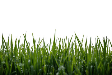 Fototapeta premium Dense fresh grass border with upright blades