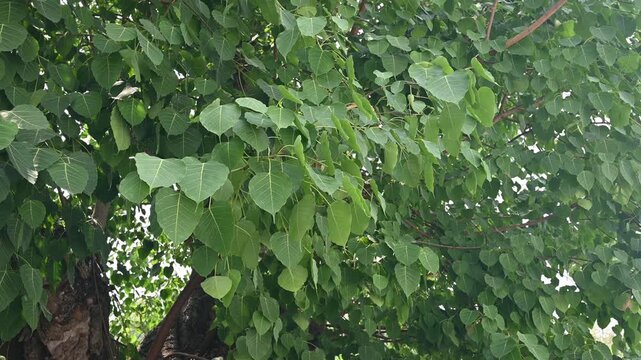 Footage video of Bodhi tree leaf blowing in the wind. It is an important pilgrimage site for Buddhists and they believed Buddha's enlightenment underneath the Bodhi Tree.