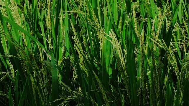 Green rice paddy field with lush growing crops in rural agriculture landscape, ideal for farming concepts