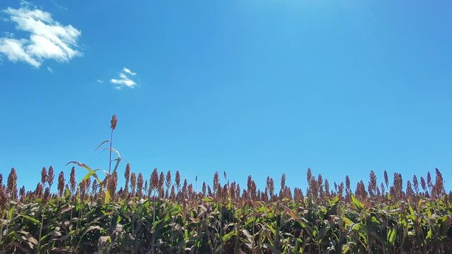Lavoura de sorgo em produ&ccedil;&atilde;o