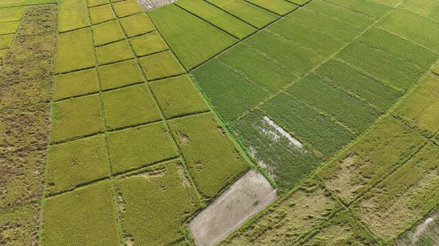 Aerial view of rice paddy field in Chiang Rai province of Thailand. Thailand has a strong tradition of rice production. It has the fifth largest amount of rice cultivation in the world.