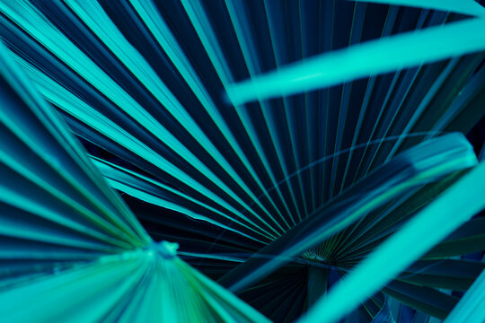 Abstract neon blue background, Dark turquoise tropical palm leaves