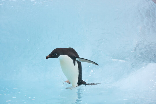 Adelie penguin on a blue iceberg