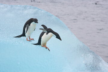 Adelie penguins on a blue iceberg © willtu