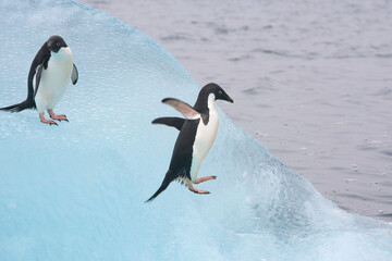 Adelie penguins on a blue iceberg © willtu