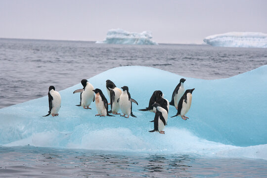 Adelie penguin son a blue iceberg