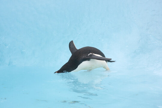 Adelie penguin on a blue iceberg