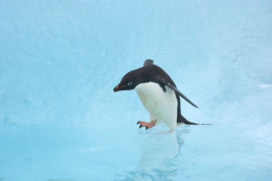 Adelie penguin on a blue iceberg