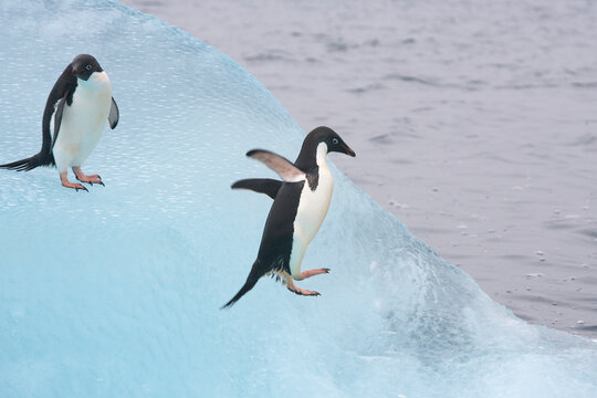 Adelie penguins on a blue iceberg