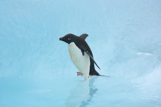 Adelie penguin on a blue iceberg