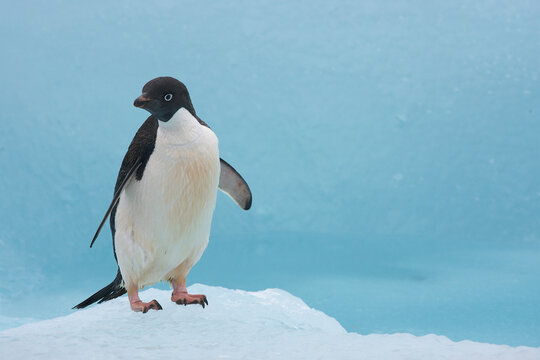 Adelie penguin on a blue iceberg