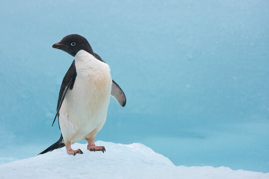 Adelie penguin on a blue iceberg