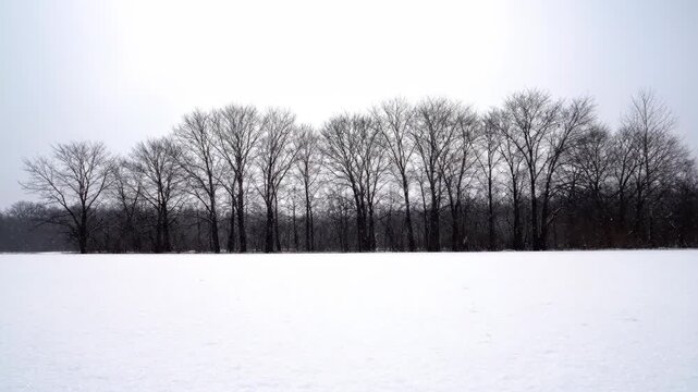 Winter snow forest natural landscape, winter snow forest quiet view