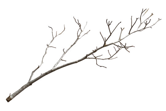 Bare winter tree branch with fine twigs
