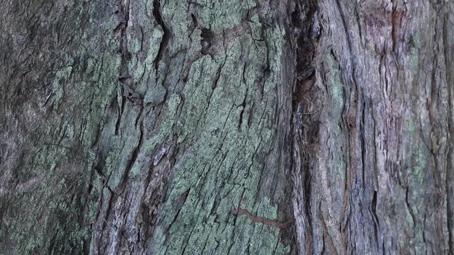 Close-up of the rough bark of a large tree showing rich natural textures and intricate patterns. The detailed surface highlights the beauty of nature and is ideal for themes of forestry, woodland, eco