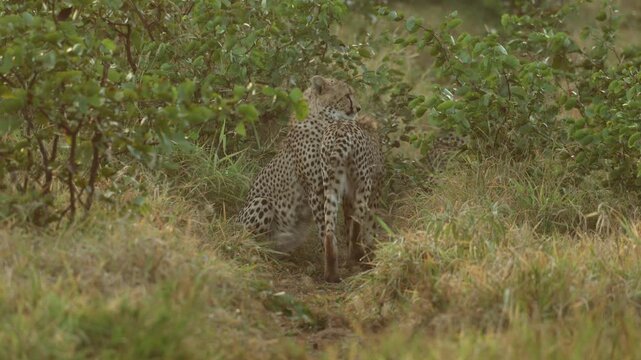 A young cheetah cub walks past its siblings sitting on an animal path before it gets up to follow in to he thicket. Filmed in Kruger National Park, South Africa.
