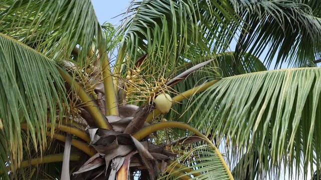 Close-up of fresh green coconuts growing on a coconut palm tree beside a tropical beach. The vibrant coconuts and lush palm leaves create a refreshing coastal scene under natural daylight. Ideal for t