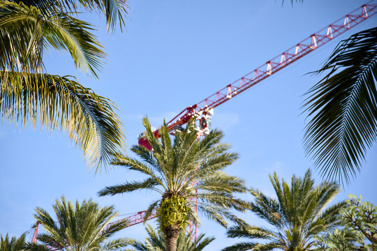 A tall crane arm rises above clustered palm trees against a clear sky