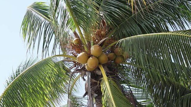Close-up of fresh green coconuts growing on a coconut palm tree beside a tropical beach. The vibrant coconuts and lush palm leaves create a refreshing coastal scene under natural daylight. Ideal for t