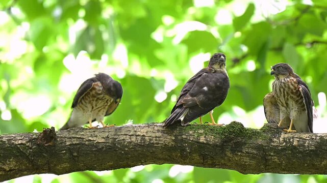 Group of three wild hawks perched together on a thick mossy tree branch against a bright green foliage background in their natural forest habitat