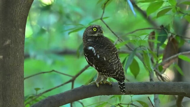 Close up of a wild spotted owlet with striking yellow eyes perched on a tree branch looking backward in a lush green forest habitat