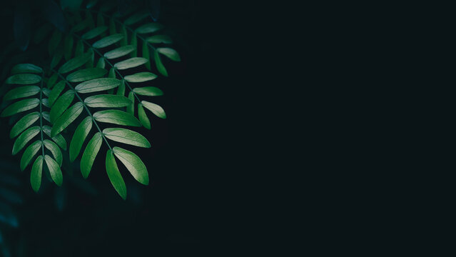 Dark moody green leaves background with copy space