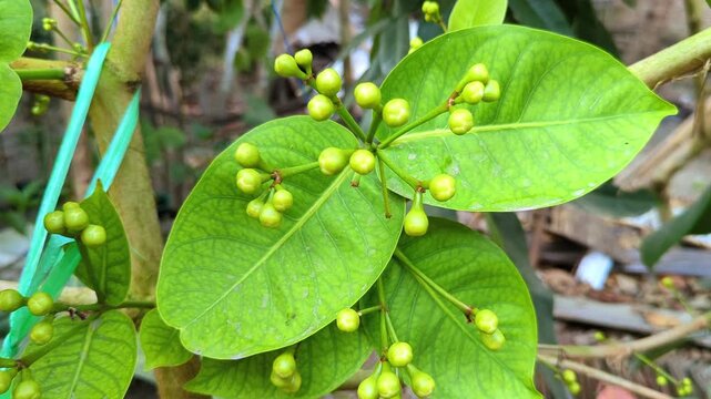 agricultural growth stage of water apple plant 