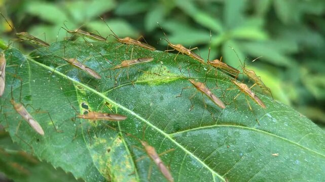 group of rice ear bugs on a green leaf 