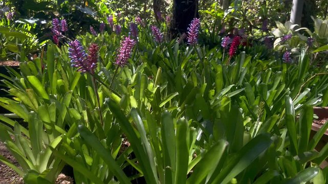 Blooming Bromeliad Ornamental Plant in Tropical Garden Close Up