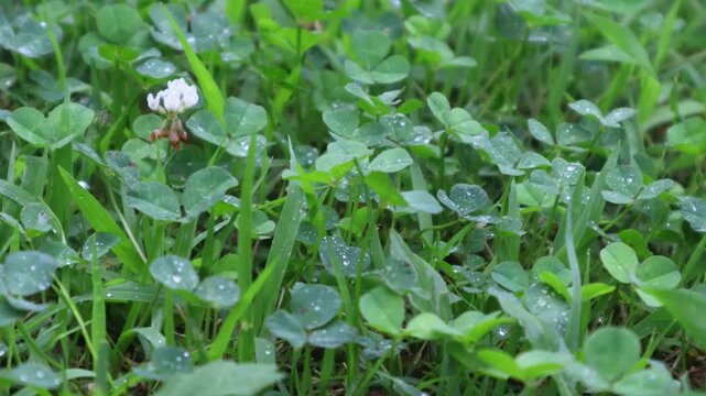 Rain is falling on the summer meadow.여름의 초원위로 비가 내리고 있습니다