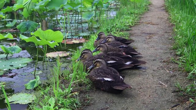 Ducks are drying their feathers on the embankment by the pond.연못가 둑위에 오리들이 깃털을 말리고 있습니다.