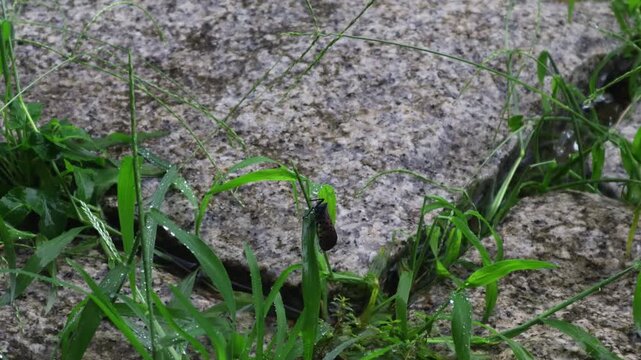 A flower cicada is on the grass in the rain.빗속에서 꽃매미가 풀위에 있습니다.