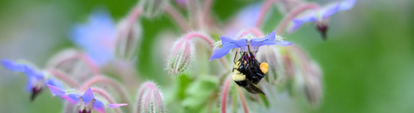 Female bumblebee collecting pollen from blue flower blooming on a Borage, Starflower, plant in a summer garden, pollinator hard at work
