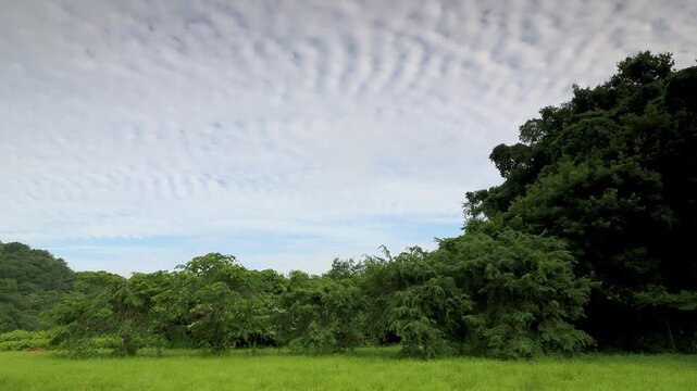 新緑に覆われた夏の山と空の風景