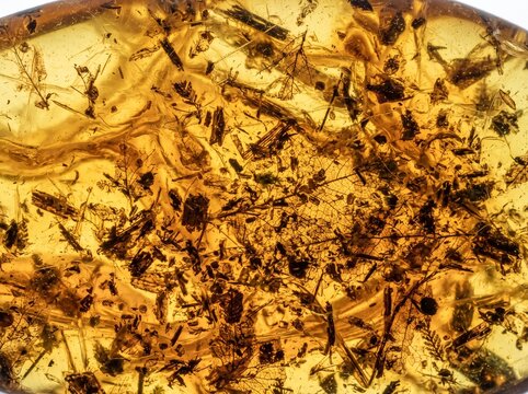 Close-up view of ancient amber with numerous fossilized insects and plant fragments preserved within its translucent golden resin.