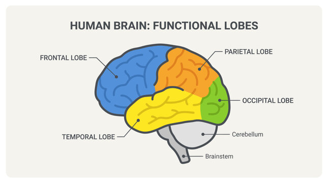 Educational Anatomy Infographic Illustrating the Functional Lobes of the Human Brain and Central Nervous System Structure