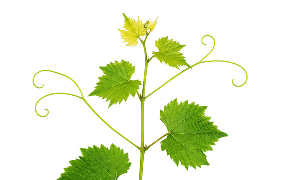 Grape Vine Shoot with Fresh Green Leaves and Curling Tendrils Isolated on Transparent Background PNG