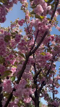 Blooming pink sakura flowers against clear blue sky in spring.